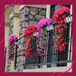 Buy 2 Get 1 Free🔥Vivid Beautiful Hanging Orchid Bunch-1